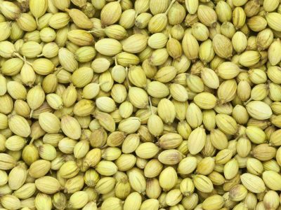 Coriander Seeds - Manufacturers - Suppliers - Exporters - Importers