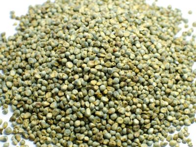 Green Millets - Manufacturers - Suppliers - Exporters - Importers