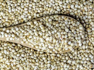 Sorghum Seeds - Manufacturers - Suppliers - Exporters - Importers