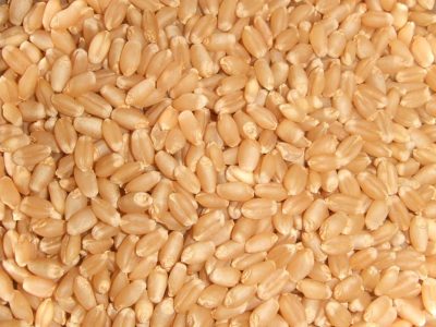 Wheat Whole - Manufacturers - Suppliers - Exporters - Importers