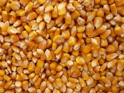 Yellow Corn - Maize - Manufacturers - Suppliers - Exporters - Importers